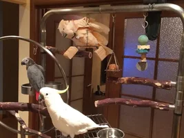 Hi everyone! New Bird Toys!!!
