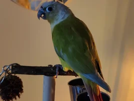 New member Kiwi