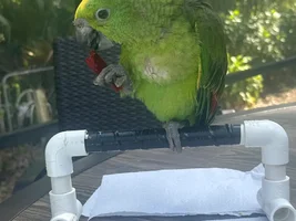 Flying help!