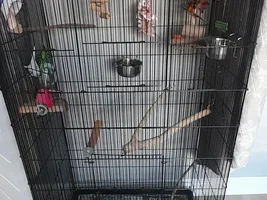 BirdyBee's flock life!