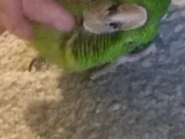Play Biting help?