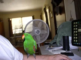 Looks like I'm adopting an Eclectus............