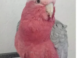 Potentially adopting a "complicated" galah