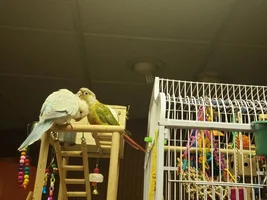 At first the tolerated each other, now the flock is united!