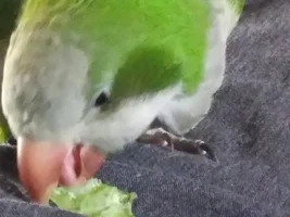 Small bird photo thread!