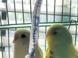 Budgies Beak