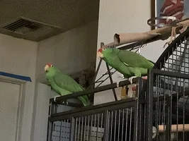How many birds in parrot forums ?