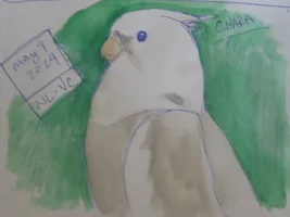 Domnijoe Pets and Art