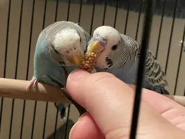 Budgie diet.