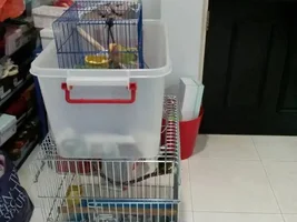 St thomas conure
