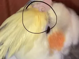 Orange marking on my cockatiel’s face? (Plus nail clipping question)