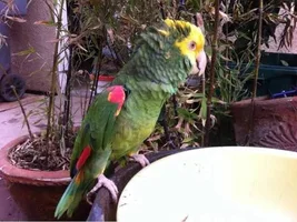 Double yellow head amazon