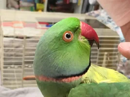 Help! Parrot advice