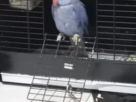 How to make the ringneck I am taking care of more comfortable?