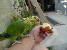 Takito
