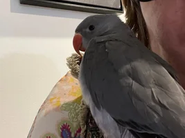 Nelson updates!