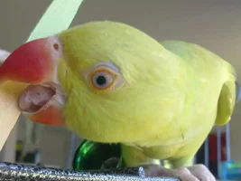 mating dance!