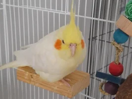 Show me your sleepy bird photos
