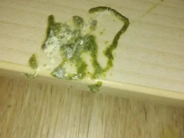 URGENT help needed