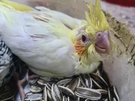 Male or female