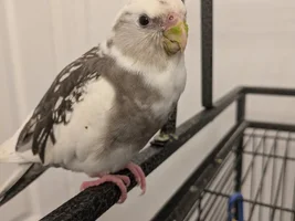 So nova loves peas