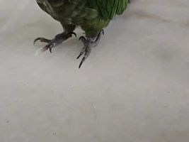 Is my green cheek parrot ok