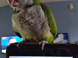 Laura's Flock Thread