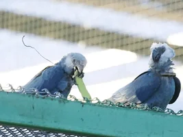 Spix's macaws being set free!