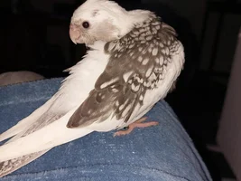 Baby Nova is home !
