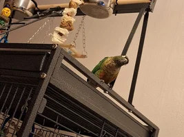Cage Advice