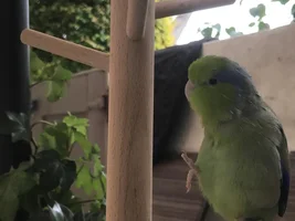 Rehoming green parrotlet