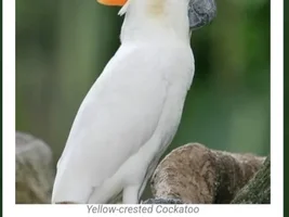 Cockatiels are Cockatoos Too