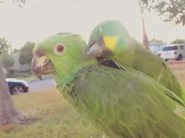 Feel like sometimes giving up- Angry Parrot