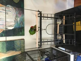 Recommendations for a play stand/perch...