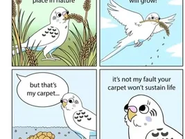 The best Bird meme!!