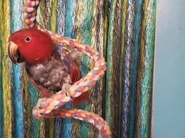 Help needed for Bonnie - vets don't seem to be able to help.