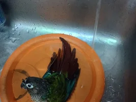 CONURE THREAD