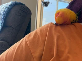 My parrot lost his mate and he’s not doing good