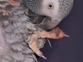 Help diagnosing toe issue for Timneh African Grey