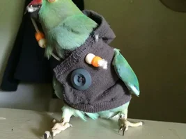 October POTM Contest
