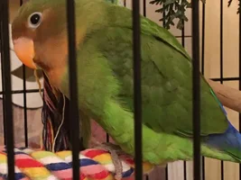 What species of lovebird is this?