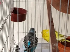 About budgie's tail