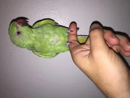 Hello! Someone can help me with my Indian Ringneck age and gender?:)