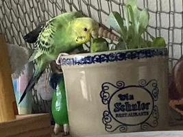 Planting, and growing question?
