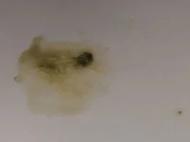 Sick bird and no vet..??
