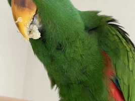 pls help!! baby Eclectus extremely fearful of hands!!