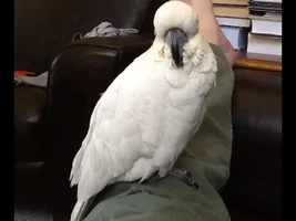 Hello everyone