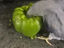 Show me your silly birds!