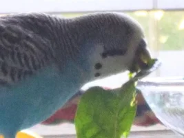 Official budgie photo thread!