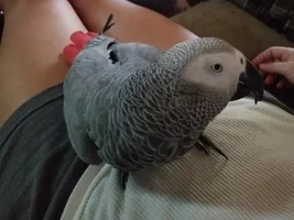 Lulu bird